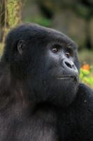 Gorillas in the Virunga Mountains